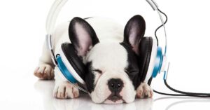 Hearing healthcare resources
